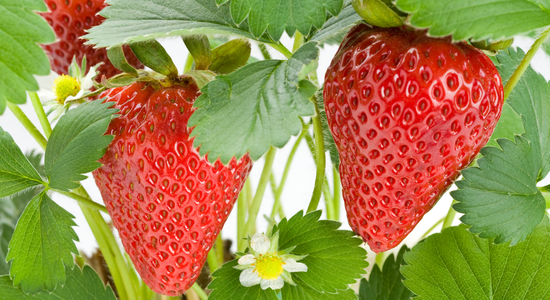 🍓Ein süßes Angebot für dich: Unwiderstehliche Erdbeeren diese Woche! 🍓