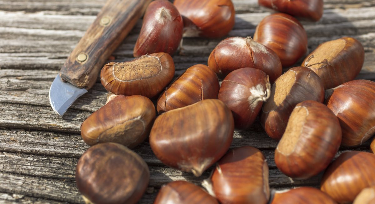 Endlich kommen die ersten Kastanien