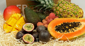 FROX bringt Farbe auf den Weihnachtstisch