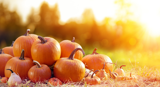 Es "herbstelt" langsam bei Frox