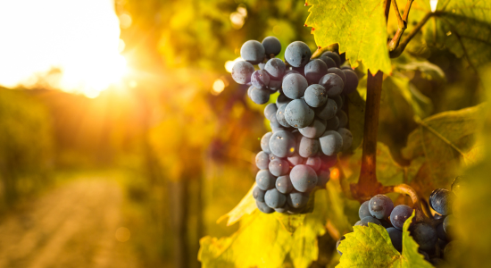 St. Magdalena: Ein Wein mit einer einzigartigen Geschichte