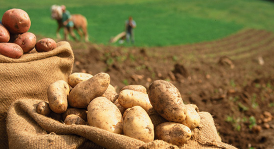 Kartoffelwoche bei Frox !!!