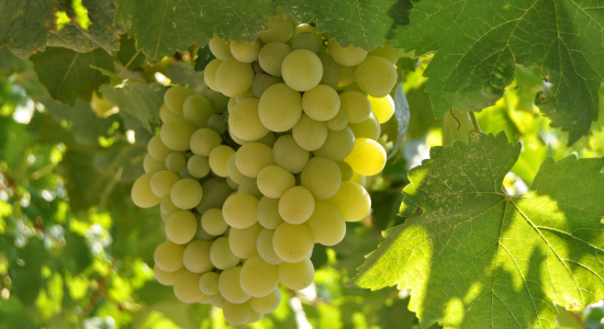 ES IST TRAUBENZEIT BEI FROX!!!